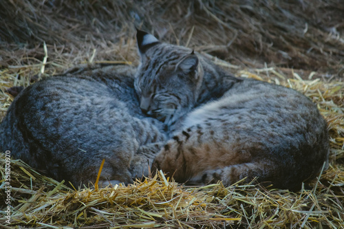 Canvas Print wild cats