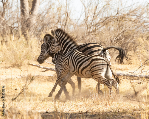 2 zebra fighting and running