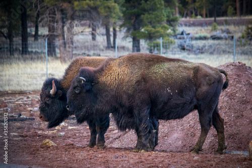 bison in wild