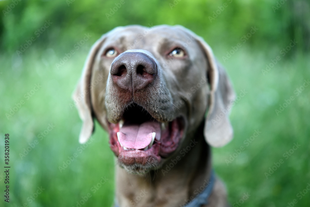The portrait dog breed Weimaraner. Weimaraner dog with open mouth in the grass.