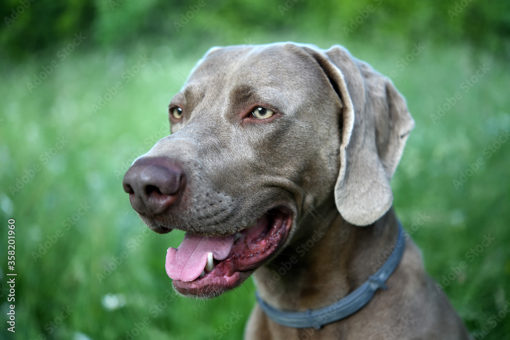 The portrait dog breed Weimaraner. Weimaraner dog in profile with open mouth in the grass.