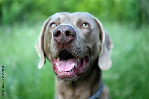 The portrait dog breed Weimaraner. Weimaraner dog with open mouth in the grass.
