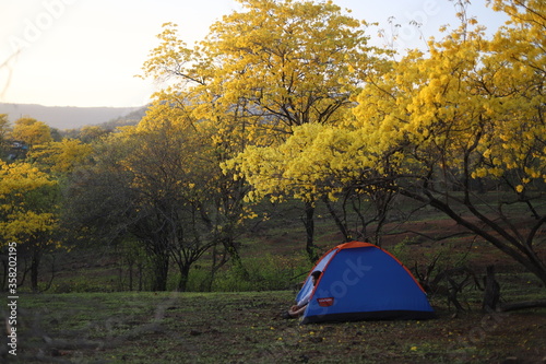 Camping o campamento en el florecimiento de los arboles Guayacanes en Loja / Ecuador