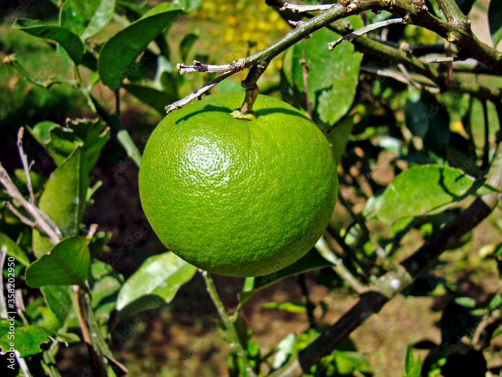 Green orange on tree Green orange on tree