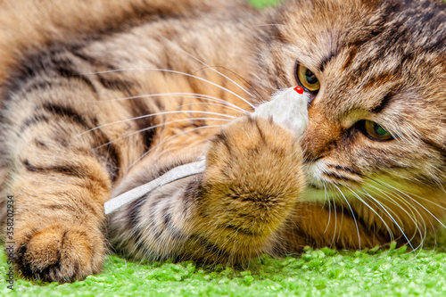 Photos The cat lies and holds its mouse paw.