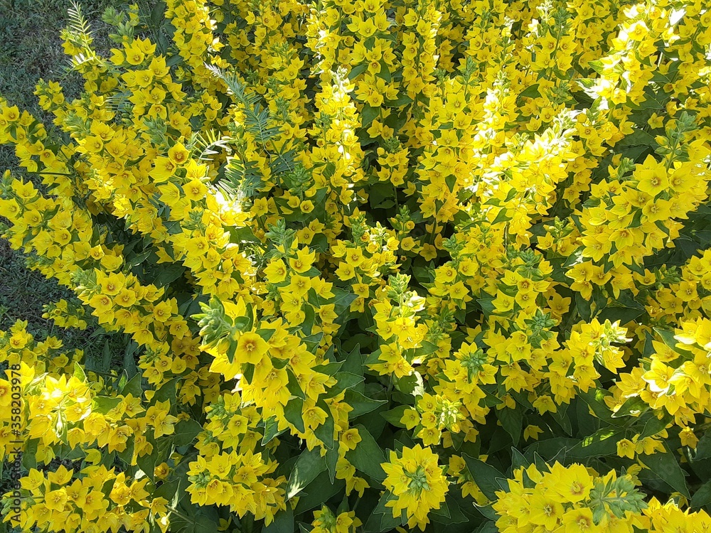 Fototapeta premium yellow flowers on the wall