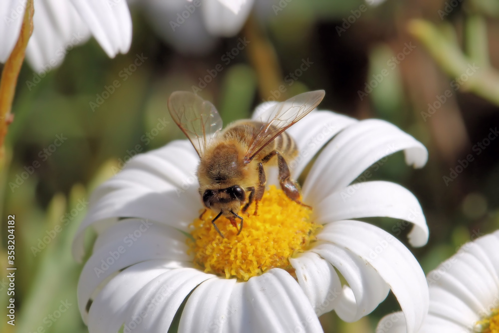 Obraz premium Western Honey Bee collecting pollen and nectar from daisy, South Australia