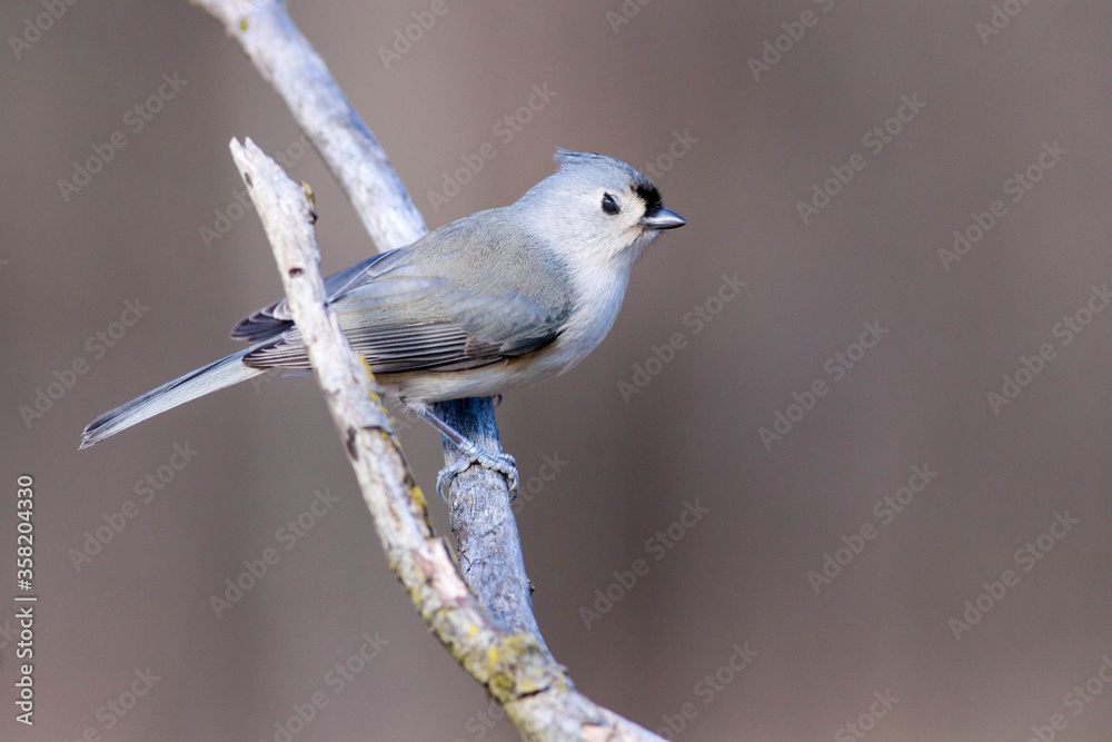 Fototapeta premium Tufted Titmouse