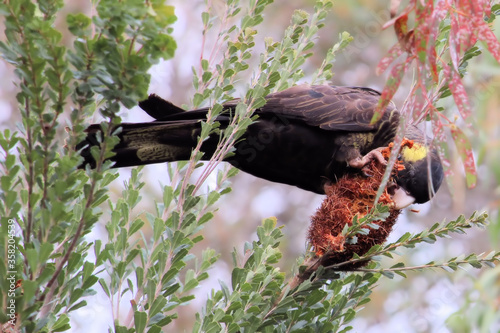 Yellow-tailed Black Cockatoo (Calyptorhynchus funereus), feeding on Silver Banksia seeds, South Australia photo