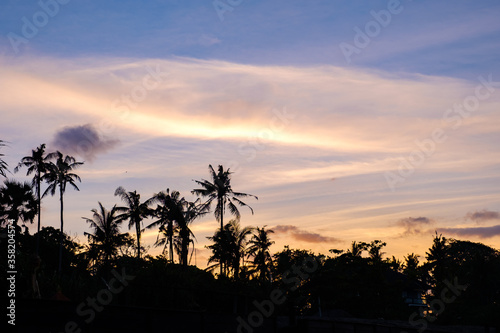 Palm forest silhouette at sunrise