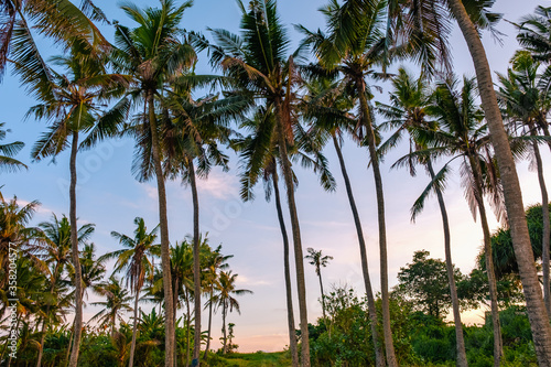 Wallpaper Mural Pastel Paradise: Palm Forest Under Dreamy Skies Torontodigital.ca