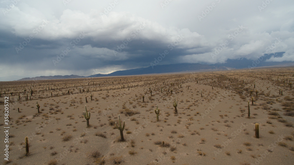 Aerial view of Los Cardones National Park desert and mountains. Flora. Giant cactus, Echinopsis atacamensis, colony. Aerial view of Los Cardones National Park desert and mountains. Flora. Giant cactus, Echinopsis atacamensis, colony.