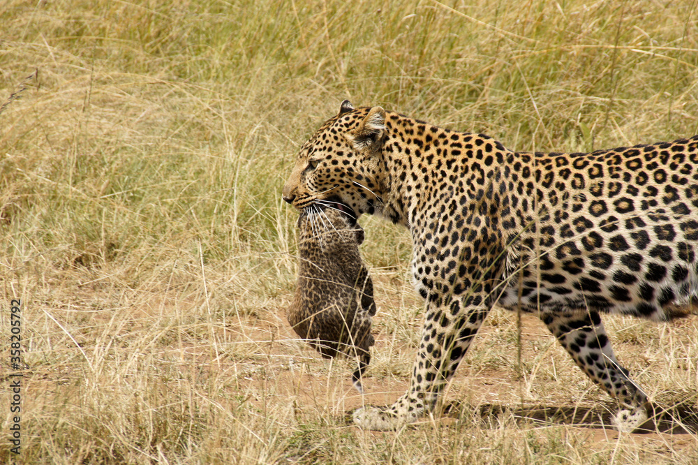 Female African leopard carrying her cub in her mouth, Masai Mara, Kenya Female African leopard carrying her cub in her mouth, Masai Mara, Kenya