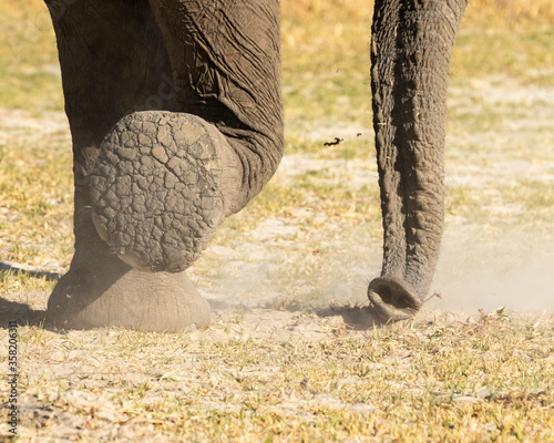 Elephant close up of bottom of foot and trunk