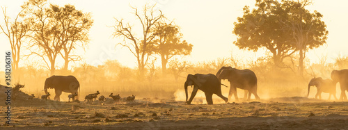 Photography Elephant