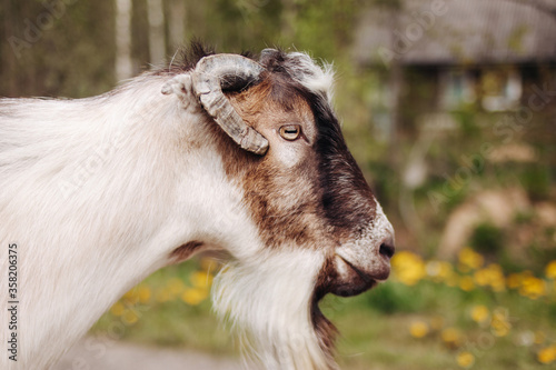 Goat on farm. Pet on the background of village. Animal eat grass in summer. Concept of goat's milk, cheese, wool.