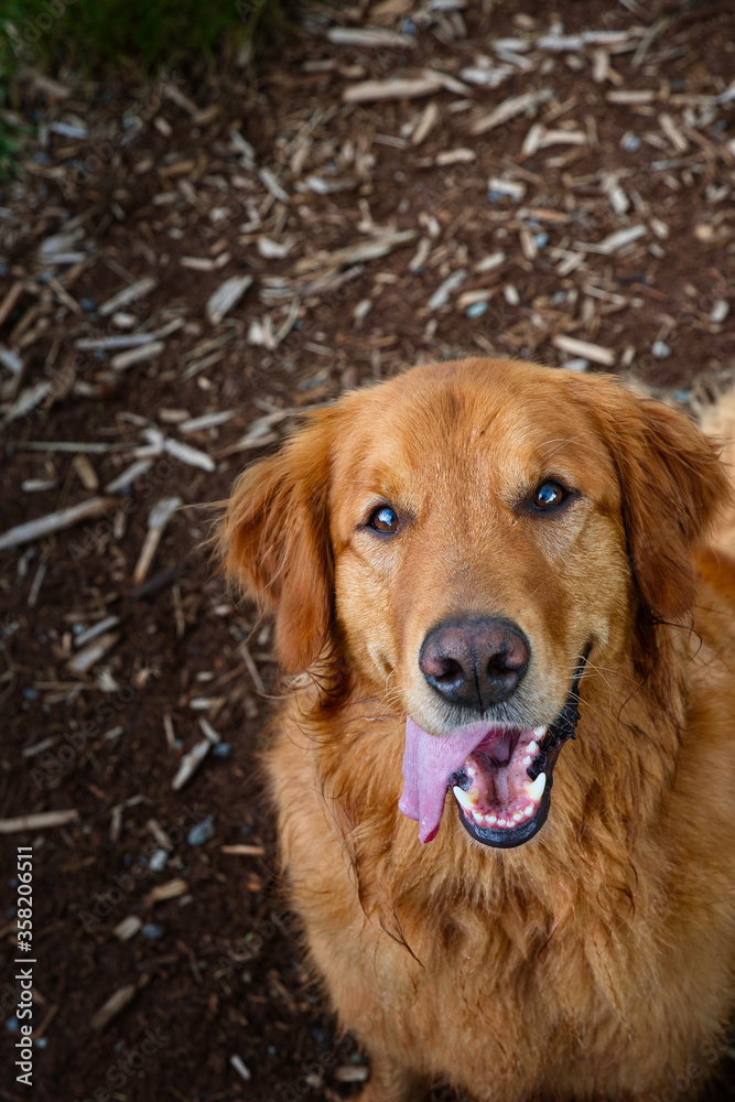 2020-06-15 A TIRED GOLDEN RETIREVER LOOKING UP AT HIS OWNER 2020-06-15 A TIRED GOLDEN RETIREVER LOOKING UP AT HIS OWNER