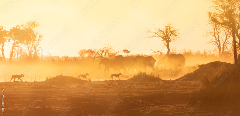 Elephants and wild dogs in the dust and sunset