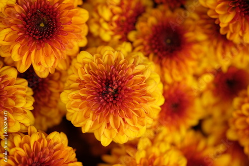 beautiful brownish orange chrysanthemum flowers. Chrysanthemum flower has many types and a variety of beautiful colors. this flower grows in the cool mountainous regions.