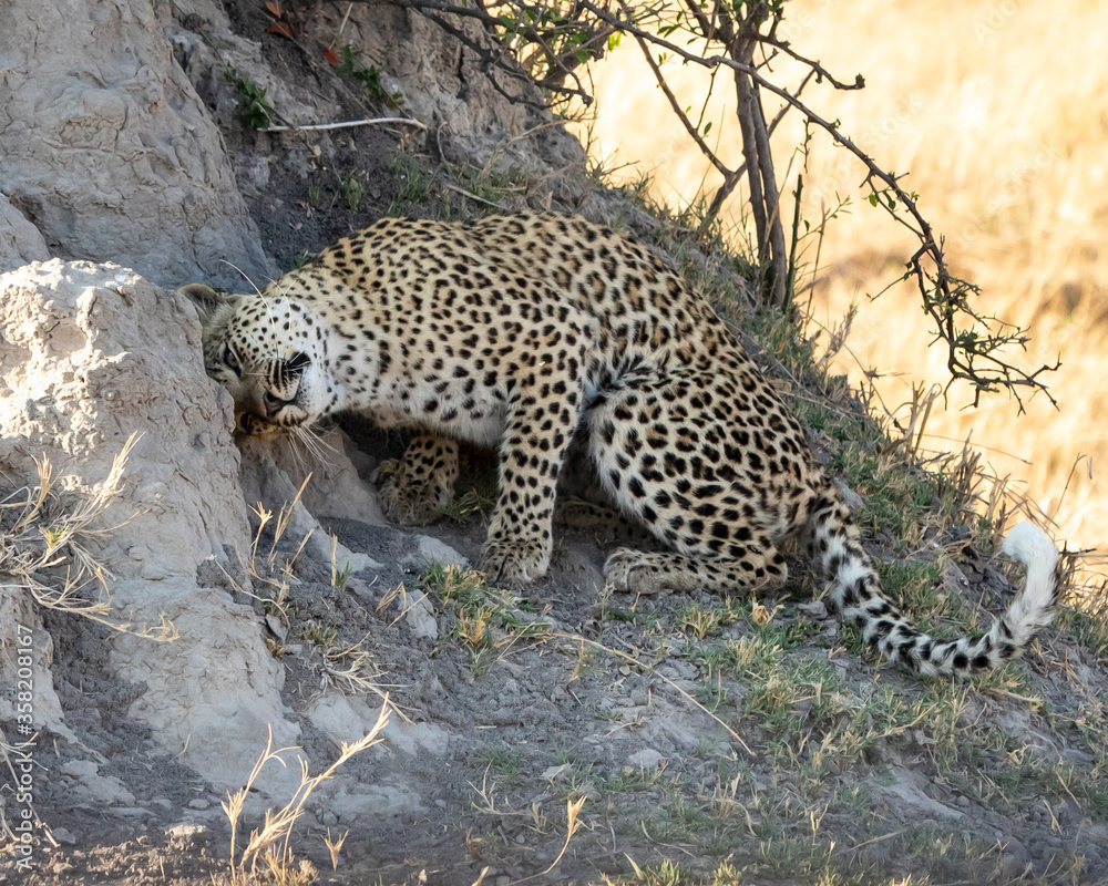 Fototapeta premium Leopard Panthera Pardus scent marking on a termite mound