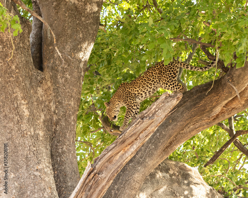 Leopard Panthera Pardus in a sausage tree