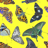 Butterflies. Seamless pattern.