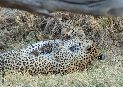 Leopard Panthera Pardus mother and cub playing