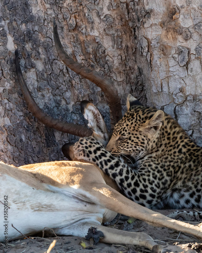 Leopard Panthera Pardus cub practicing to kill an impala