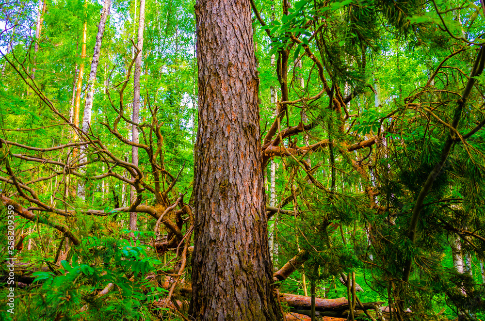 Mountains covered with forest on a summer day.Pines and firs during the day.