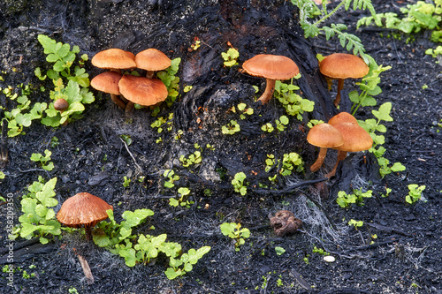 Little brown mushrooms scattered amongst small green plants, growing at the base of a burnt tree trunk, following recent bushfire. A natural flora background, made striking by colour contrast.