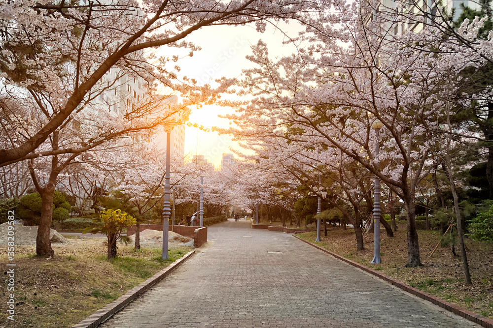 Garden Cherry blossom of Spring in Seoul, South Korea .