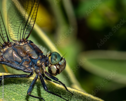 The face of a Shadow Darner dragonfly, photographed in Greece. Extremely close and detailed shots of dragonfly.