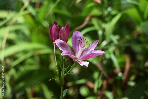 Thunberg lily / Liliaceae perennial buibous plant
