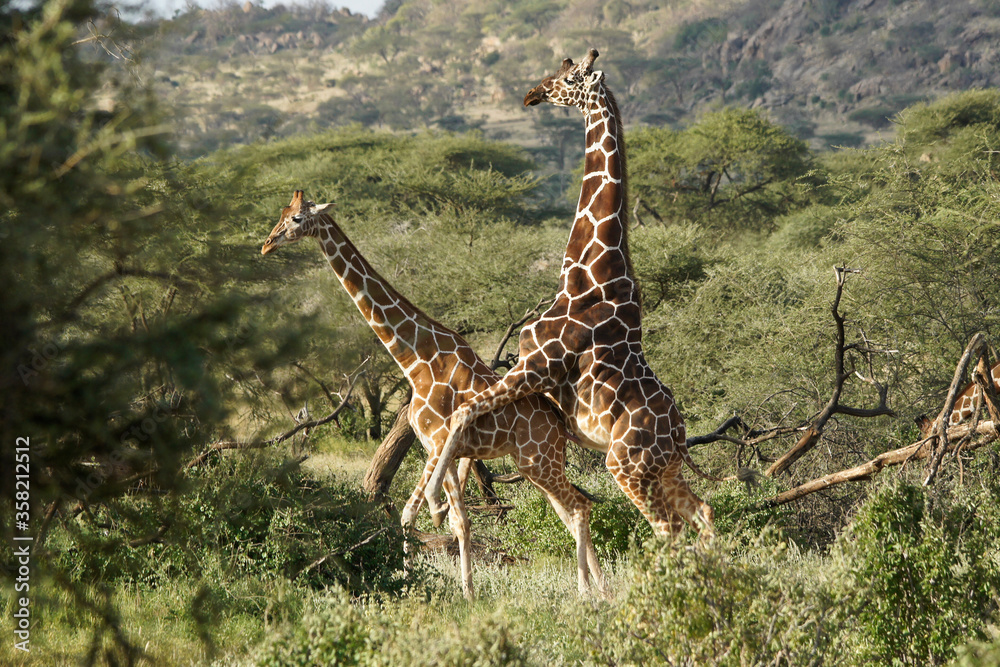 Obraz premium Reticulated giraffes mating, Samburu Game Reserve, Kenya