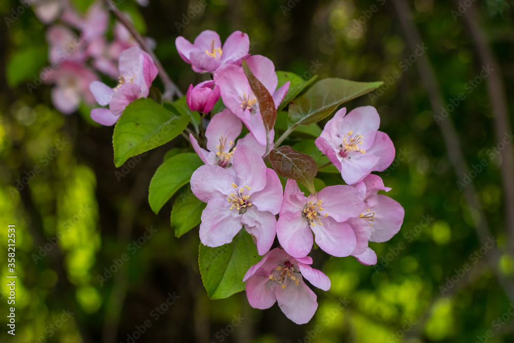 Obraz premium pink flowers