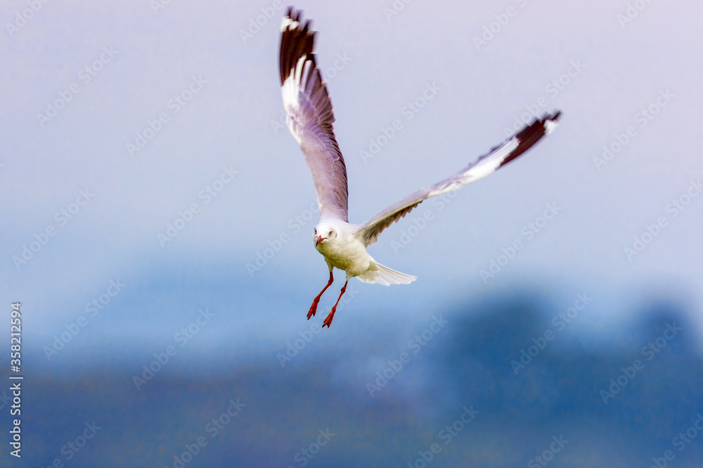 Seagull in flight on a blurred background. Wildlife concept.
