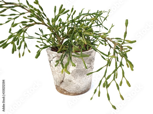 Rhipsalis in cement pot isolated on white background with copy space.Rhipsalis are cactus family. Is a tree that has no leaves and can branch out freely. photo