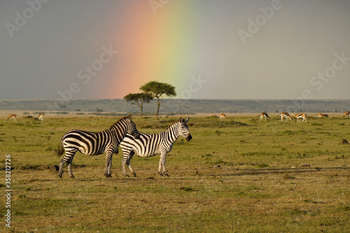 Burchell s  common  plains  zebras and grazing gazelles stand beneath a rainbow  Masai Mara Game Reserve  Kenya