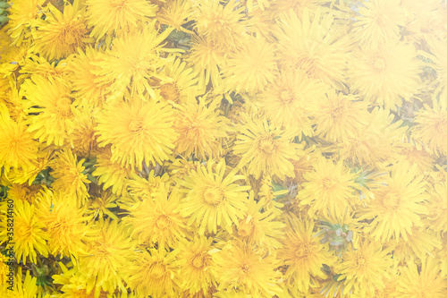 A lots of yellow dandelions. Natural summer background. Great for design and texture background. Summer concept. © alurk