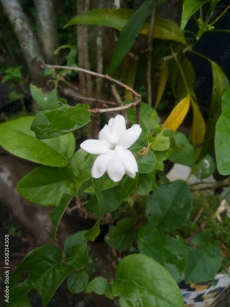 Beautiful and Exotic White Jasmine Flower Beautiful and Exotic White Jasmine Flower