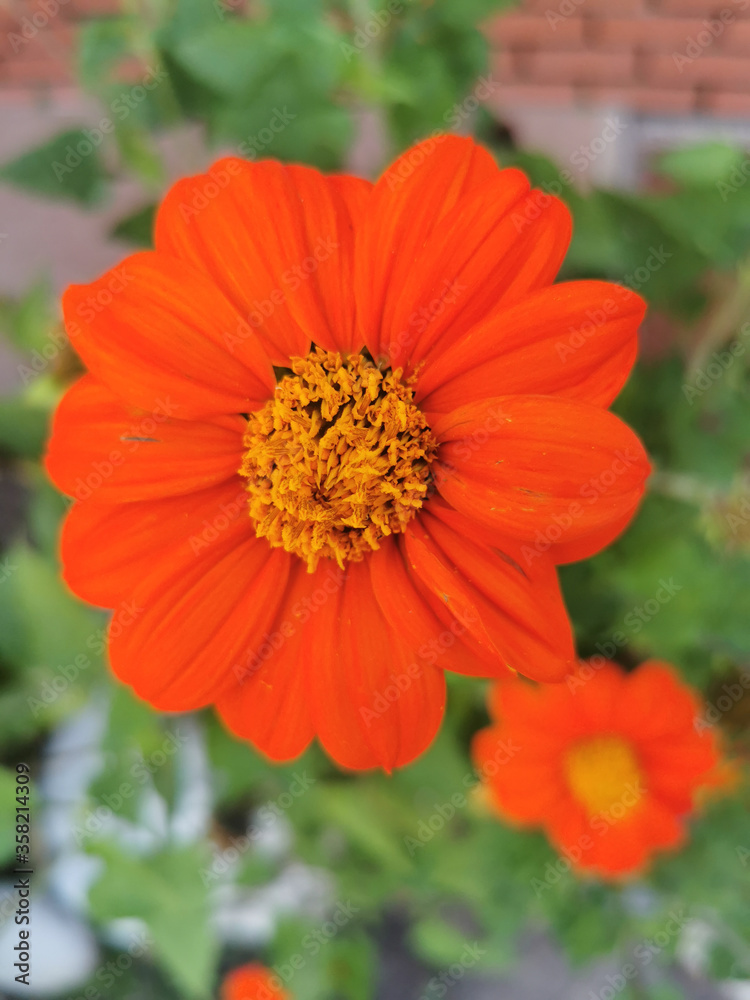 flower with large petals showing itself once more in summer. flower with large petals showing itself once more in summer.