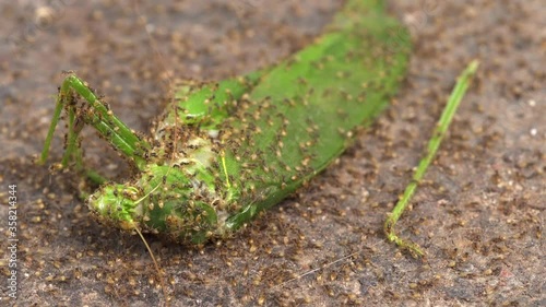 Many ants eat a green grasshopper insect - Macro Shot photo