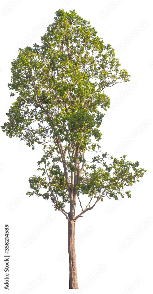 Tree isolated on a white background Tree isolated on a white background