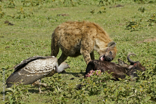 Pregnant spotted hyena and Ruppell's griffon vulture feeding at wildebeest kill, Ngorongoro Conservation Area, Tanzania photo