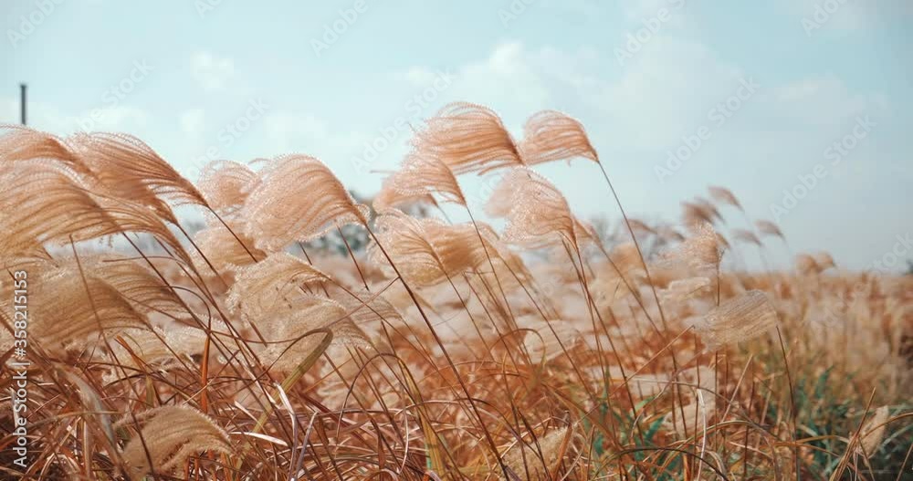 Silver grass flower blowing in the wind, silver grass flower sway in the wind.
