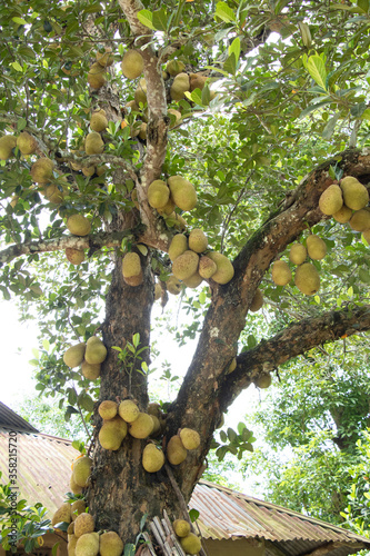 The jackfruit, also known as jack tree, is a species of tree in the fig, mulberry, and breadfruit family. Its origin is in the region between the Western Ghats of southern India and the rainforests.