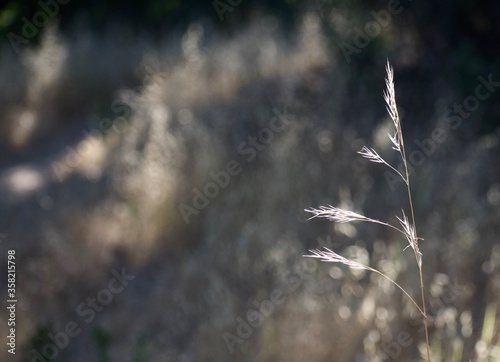 Wild weeds at sunrise