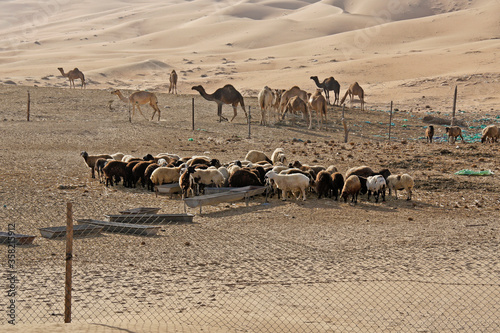 Sheep and camels at farm in Liwa dunes, Abu Dhabi, United Arab Emirates