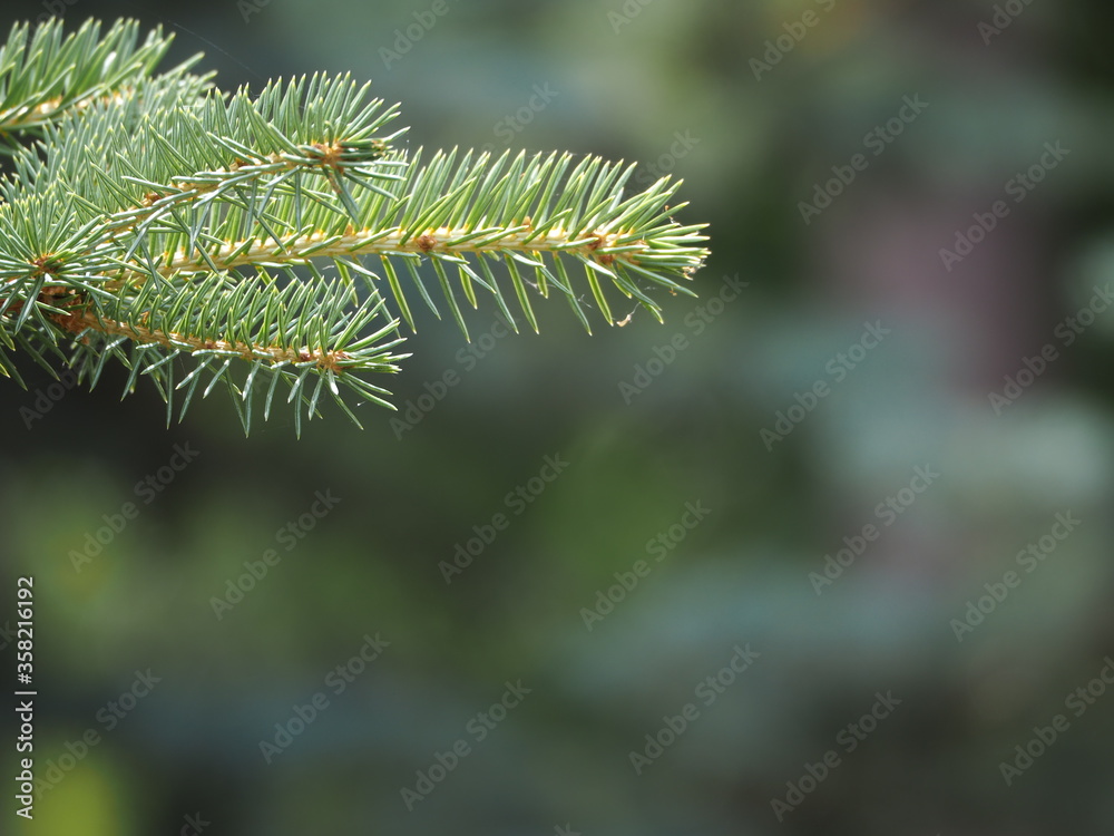 coniferous coniferous