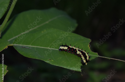 A colorful caterpillar munching on green leaves